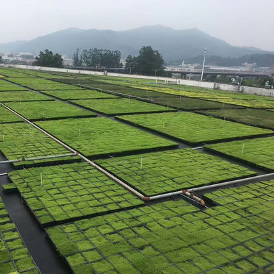 Περιβαλλοντικά φιλικό σύστημα Sedum Green Roof Modular Tray για φύτευση λουλουδιών και λαχανικών
